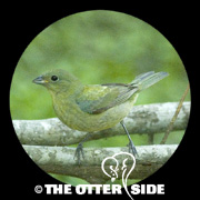 Painted Bunting