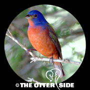 Painted Bunting