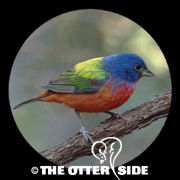 Painted Bunting