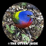 Painted Bunting