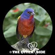 Painted Bunting
