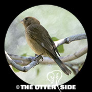 Varied Bunting