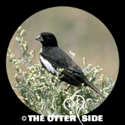 Lark Bunting