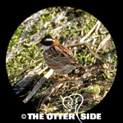 Rustic Bunting