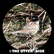 Rustic Bunting