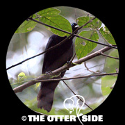 Scarlet-rumped Cacique