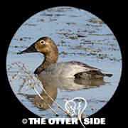 Canvasback