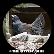 Western Capercaillie
