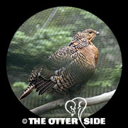 Western Capercaillie