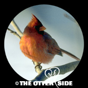 Northern Cardinal