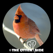 Northern Cardinal