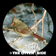 Northern Cardinal
