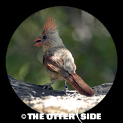 Northern Cardinal