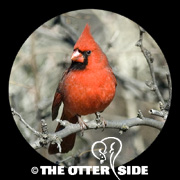 Northern Cardinal