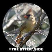 Northern Cardinal