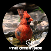 Northern Cardinal