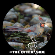 Northern Cardinal