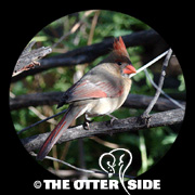 Northern Cardinal