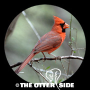 Northern Cardinal