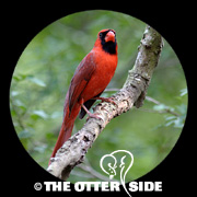 Northern Cardinal