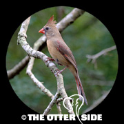 Northern Cardinal