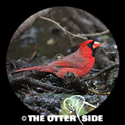 Northern Cardinal
