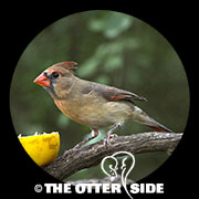 Northern Cardinal