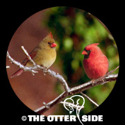 Northern Cardinal