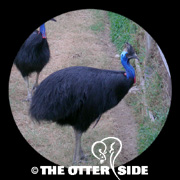 Southern Cassowary