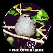 Gray Catbird