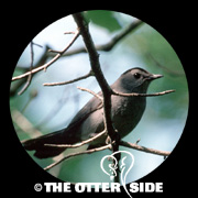 Gray Catbird