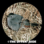 Gray Catbird