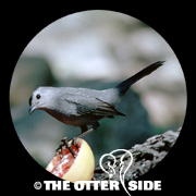 Gray Catbird