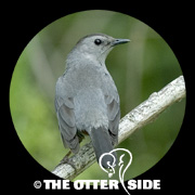 Gray Catbird