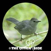 Gray Catbird