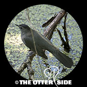 Gray Catbird