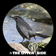 Gray Catbird