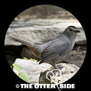 Gray Catbird