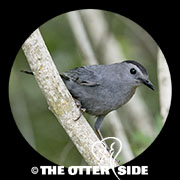 Gray Catbird