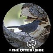Gray Catbird