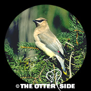 Cedar Waxwing