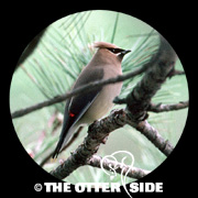 Cedar Waxwing