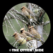 Cedar Waxwing