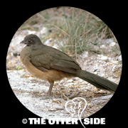 Plain Chachalaca