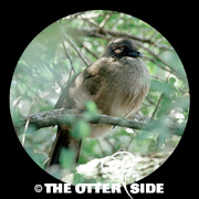 Plain Chachalaca