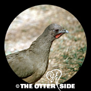 Plain Chachalaca