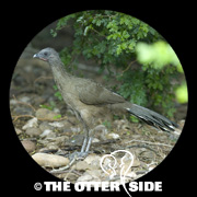 Plain Chachalaca