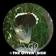 Plain Chachalaca