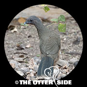 Plain Chachalaca