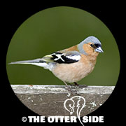 Chaffinch